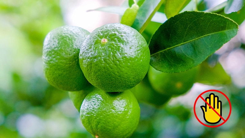 Tuyệt đối không làm những điều này với chanh